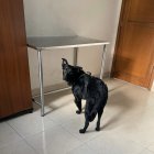 El perrito está siendo valorado por especialistas.