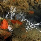 Las esponjas también "estornudan" para eliminar residuos