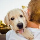 Los perros 'lloran' de alegría al reunirse con sus propietarios