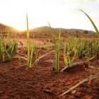 La temperatura del suelo puede predecir la propagación de una plaga