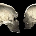 Los humanos modernos generan más neuronas que los neandertales