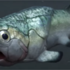 Descubren el corazón y otros órganos de un pez de 380 millones de años