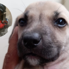 Lázaro, uno de los perros rescatados.