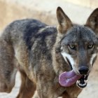 Los lobos también pueden sentir (y mostrar) afecto por las personas