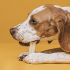 A partir de los 8 o 9 meses es recomendable que al perro se le dé huesos, pero nunca de aves.