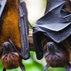 Un virus de murciélago similar a la covid puede entrar en las células humanas