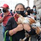 Hasta gallos se llevaron la bendición.