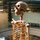 2004 fue la primera vez que la osamenta fue exhibida en el museo Mystery Park, en Suiza.