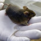 Implantan "minicerebros" derivados de células humanas a ratas bebés