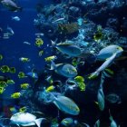 Descubren que unas bacterias marinas hunden el carbono en fondos oceánicos