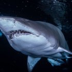 Un tercio de los tiburones conocidos podría extinguirse en los próximos años