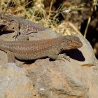 Animales de sangre fría: cada grado de calor global les acerca a la muerte