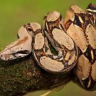 Condenan a mujer a un año de prisión por tenencia de una boa en Ecuador