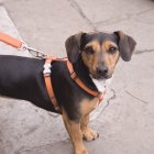 Aunque aparente estar limpia, es importante lavarla con frecuencia.