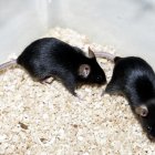 La vacuna produjo altos niveles de anticuerpos cruzados y específicos para cada subtipo en ratones y hurones.