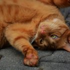 Su comportamiento es lo que los hace distintos y ocurridos.