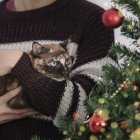 Hay varios trucos para evitar que el gato se suba al árbol.