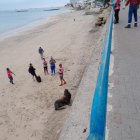 Turistas maravillados por la presencia de un lobo marino