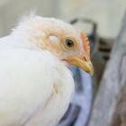 El primer caso se encontró el 27 de noviembre de 2022, la zona afectada sigue siendo la provincia de Cotopaxi.