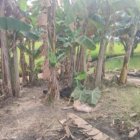 José Ruiz salió de casa y un día después lo localizaron ‘frío’ en una plantación.