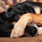 Animalistas buscan a zoofílico para denunciarlo