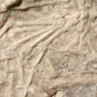 Esta no es la primera vez que se han encontrado restos de otros animales en un Microraptor, pero nunca un mamífero.