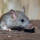 Un mecanismo cerebral permite a ratones escapar rápidamente a un refugio