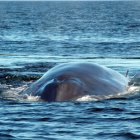 Nace una nueva área importante de mamíferos marinos en las costas ecuatorianas