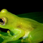 Las ranas de cristal ponen al descubierto el secreto de su transparencia