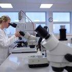 Desarrollan un tejido sintético que restaura la función eréctil en cerdos