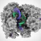 Descubierto un nuevo tipo de tijeras genéticas CRISPR
