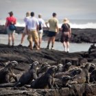 El turismo en Galápagos esta a 1 % de llegar a las cifras prepandemia