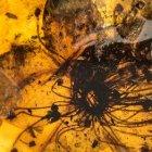 La mayor flor atrapada en ámbar: 28 milímetros de diámetro