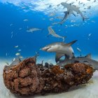 Los arrecifes de coral, en riesgo de perder sus tiburones y rayas