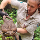 El animal pesaba 3 kilos. Los especialistas consideran que puede ser uno de los más grandes del mundo.