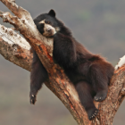 El animal fue separado de su madre por campesinos del sector.