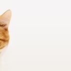 Los gatos suelen esconderse por varios motivos. De esa manera demuestran que algo les molesta.