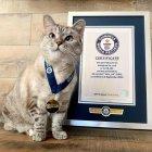 Nala, junto al certificado emitido por los Récords Guinness por la gran cantidad de seguidores que tiene.