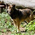 Los perros de Chernóbil podrían ser genéticamente distintos por la radiación