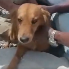 El perrito fue rescatado de entre los escombros.