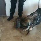 Un perro de la Policía Antinarcóticos ayudó a descubrir a un individuo que transportaba dinero de manera ilícita.