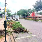Árboles fueron retirados de la calle Víctor Emilio Estrada.