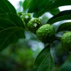 Aunque tiene muchos beneficios, es mejor consultar con un médico antes de su ingesta.