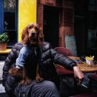 Los perros que más sufren por el efecto del humo son los de hocico alargado.