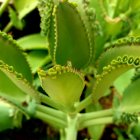 Esta planta ayuda a aliviar los dolores de cabeza