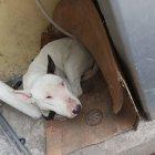 Martín era un bull terrier que, según la propietaria, no era agresivo. Él salió de la casa y mordió a un chancho.