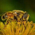 Este producto que sirve para alimentar a la colonia de abejas, es recogido por apicultores y luego comercializado.