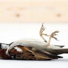 La muerte del ‘canario’ es inevitable.