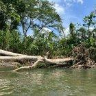 Pese a lo inhóspito que es el camino fronterizo, en lo que va del año esta selva ha sido atravesada por más de 170.000 migrantes.