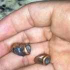 Estos son los restos de las balas que quedaron en el lugar del asalto.